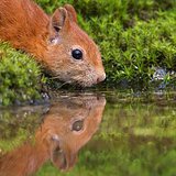 Red squirrels